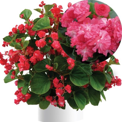 Begonia semperflorens 'Paso Doble Cherry Red' - Alatiõitsev begoonia 'Paso Doble Cherry Red' P9/0,55L